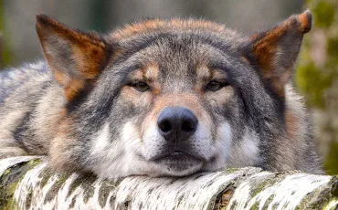 Quiz Animaux