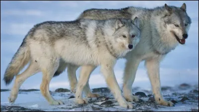 Tu es un loup puissant. Tu cours dans la forêt quand soudain tu entends un humain ! Que fais-tu ?