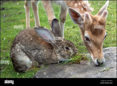 Maintenant, tu dois aller chasser pour ta meute. Tu es malheureusement malade mais tu dois fournir des efforts pour la meute. Soudain, tu vois un jeune cerf et des lapins. 
Quelle proie choisis-tu ?
