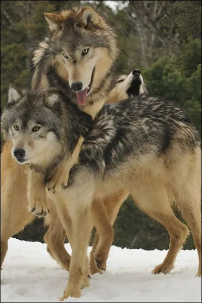 L'alpha et devenu énormément agressif. Il devient fou et commence à tuer les loup de ta meute ! Tu as décidé de réagir. Que fais-tu ?