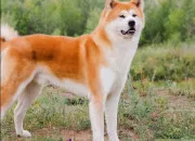 Quiz 15 races de chiens  reconnatre