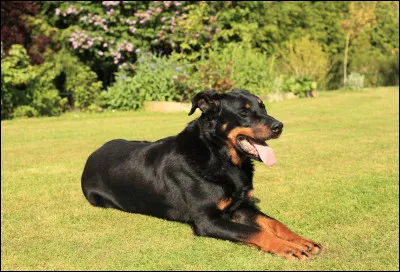 De quelle race est ce chien ?