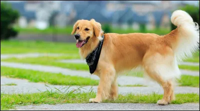 De quelle race est ce chien ?