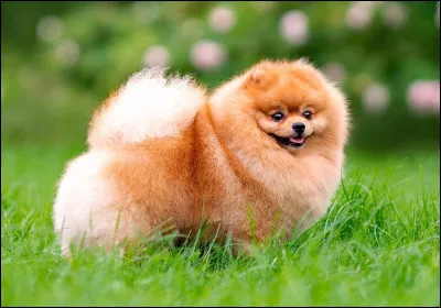 De quelle race est ce chien ?