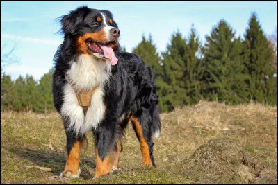 De quelle race est ce chien ?