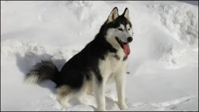 De quelle race est ce chien ?