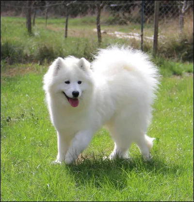 De quelle race est ce chien ?