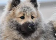 Quiz Leurasier, un chien peu connu