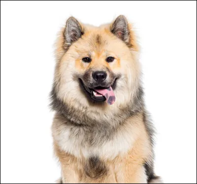 De quelles races est-il issu ?