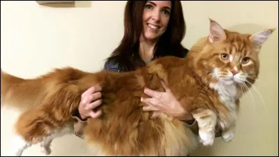 Comment dit-on "chat" en italien ?