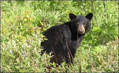 Animaux : Sous quel autre nom est connu l'ours noir américain ?