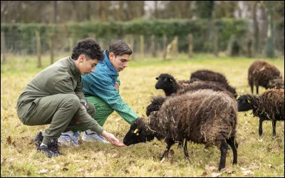 De quel animal te sens-tu la plus proche ?