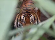 Quiz Le tigre, un animal fascinant