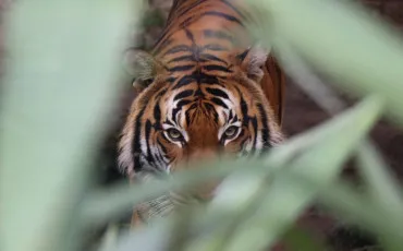 Quiz Tigres