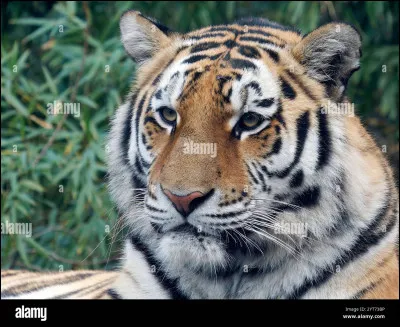Quel est le plus gros des tigres ?