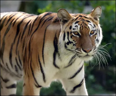 Comment s'appelle la femelle du tigre ?