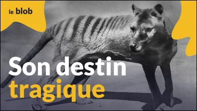 En quelle année le tigre de Tasmanie a-t-il disparu ?