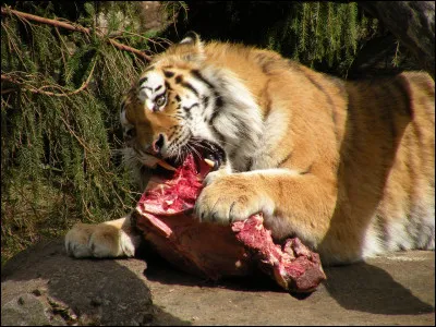Vrai ou faux ? Le tigre est strictement carnivore.