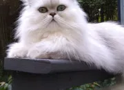 Test Quelle race de chat  poil long es-tu ?