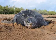 Quiz Vrai/faux sur la tortue luth
