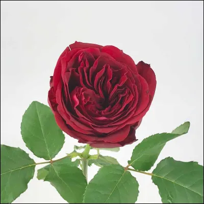 Pourquoi le prince a-t-il été puni dans "La Belle et la Bête" ?