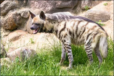 Quelle est ton espèce préférée entre celles-ci ?