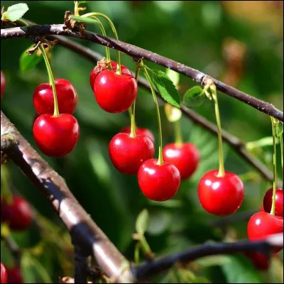 Quel vaste pays est le premier producteur mondial de cerises ?