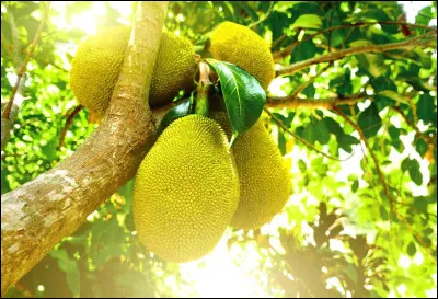 Le fruit représenté sur l'image est le plus gros fruit au monde issu d'un arbre fruitier. Comment se nomme l'arbre qui produit ce "fruit du pauvre" comme on le surnomme ?