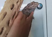 Quiz Le Pogona