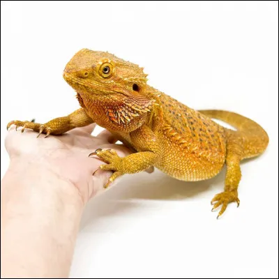 Quel est l'autre nom du pogona ?
