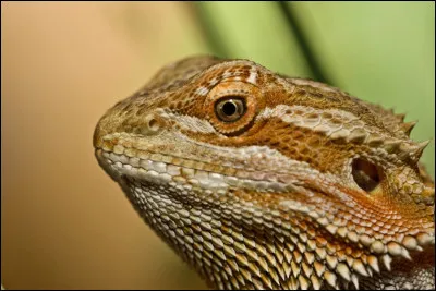 Combien d'années le Pogona vit-il en liberté ?