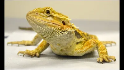 Combien de temps le Pogona vit-il en captivité ?