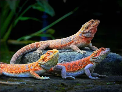 De quelle couleur ne peut pas être un pogona ?