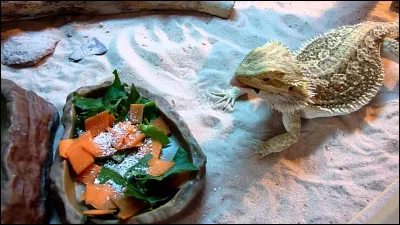 Quel est le régime principal du pogona ?