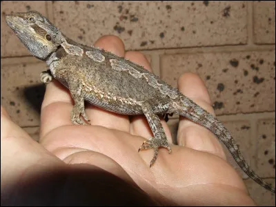 Vrai ou faux ? Le pogona est claustrophobe.