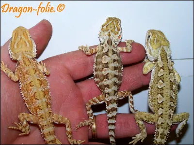 Pour finir, combien de fois par jour le Pogona doit-il manger ?