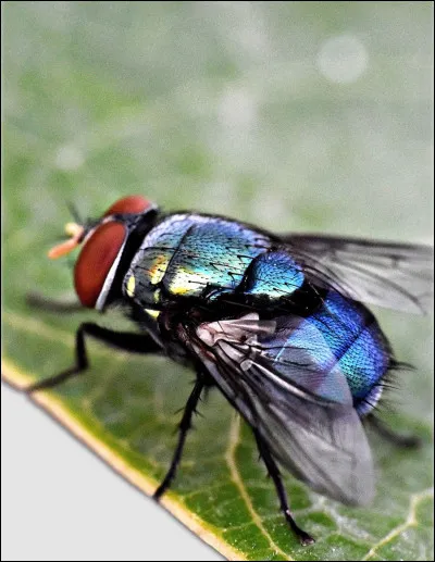 Quelle est la durée de vie moyenne dune mouche domestique ?