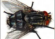 Quiz Bzz Bzz ! La mouche en culture gnrale !