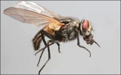 Dans quelle pièce de théâtre de Labiche retrouve-t-on Monsieur et Madame Moucheron ?