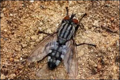 Dans lequel de ces sports retrouve-t-on la catégorie des poids mouches ?