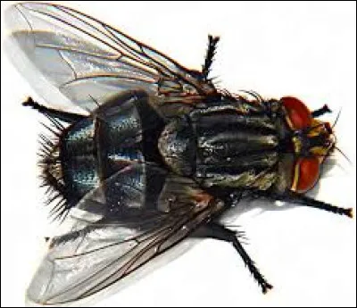 Quelle est la larve de la mouche ?