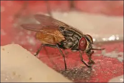Dans quel sport François Moucheron était-il connu ?