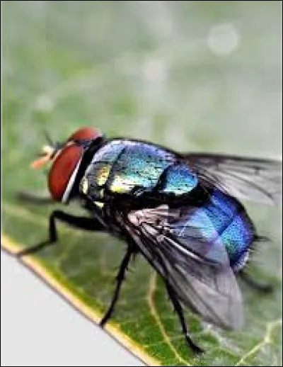 En quelle année la Compagnie de Moucheron a-t-elle été créée ?