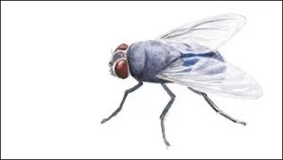 Dans quel pays le journaliste Georges Moucheron s'est-il fait connaître ?