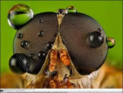 Quel était le métier de Frederik de Moucheron aux Pays-Bas ?