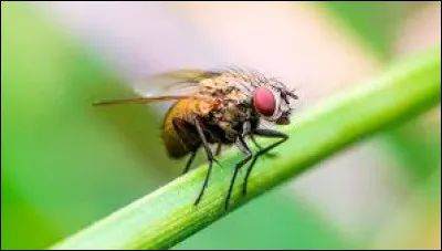 A quel animal Jean de La Fontaine a-t-il associé le moucheron dans ses célèbres fables ?