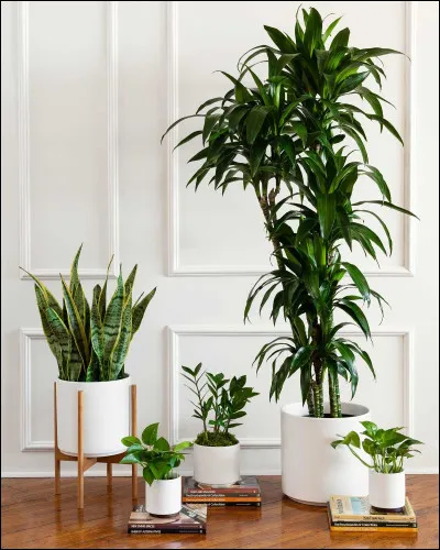 Quel objet insolite permet de faire pousser des plantes à lintérieur sans terre ni lumière naturelle ?