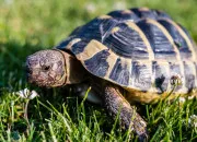 Test Quel reptile te correspond ?