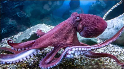 Combien de curs possède une pieuvre ?