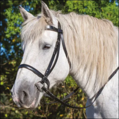 Comment appelle-t-on une litière sale ?